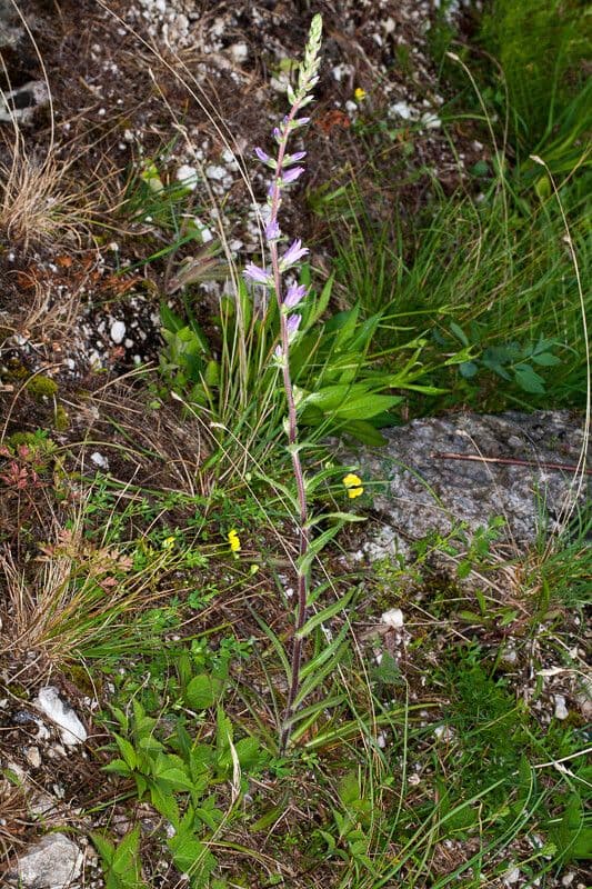 Campanula spigata 7