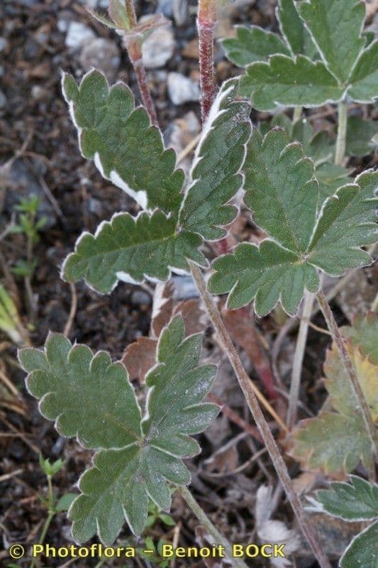 Potentilla nivea 11
