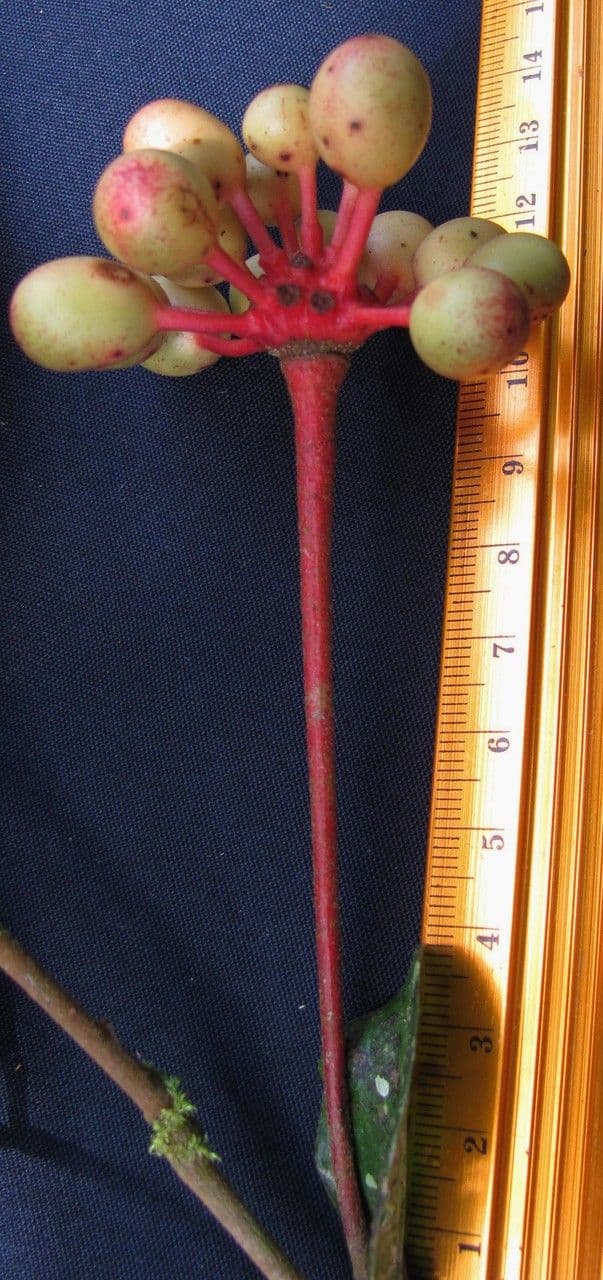 Desmopsis