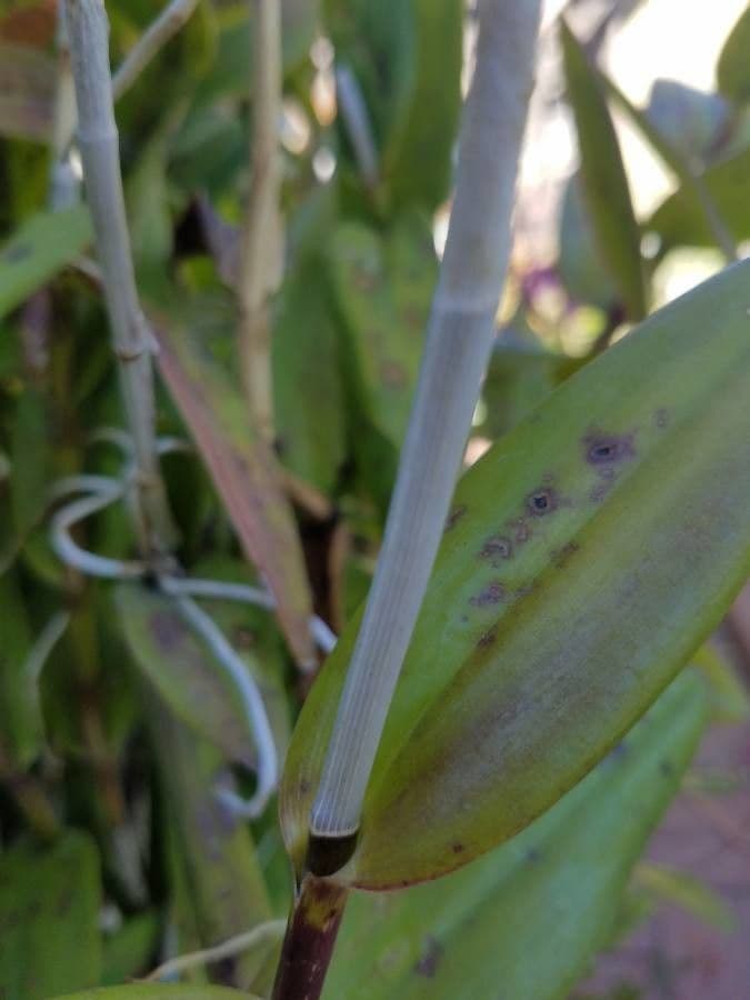 Epidendrum ibaguense 20