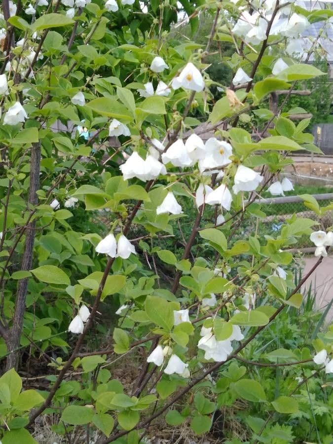 Karolinischer Schneeballbaum 6