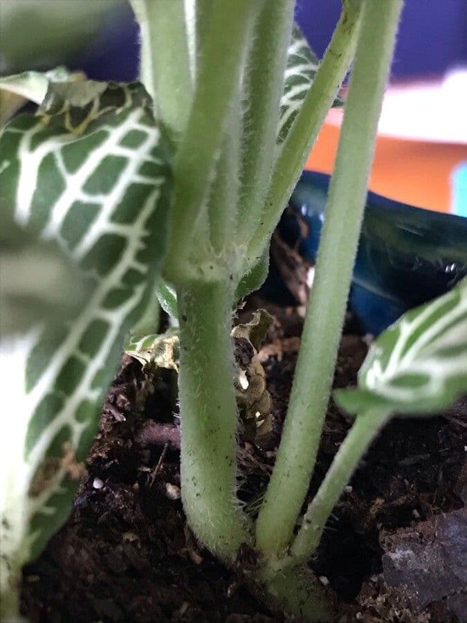 Fittonia 17