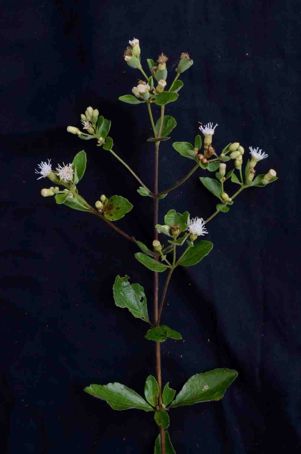 Chromolaena 9