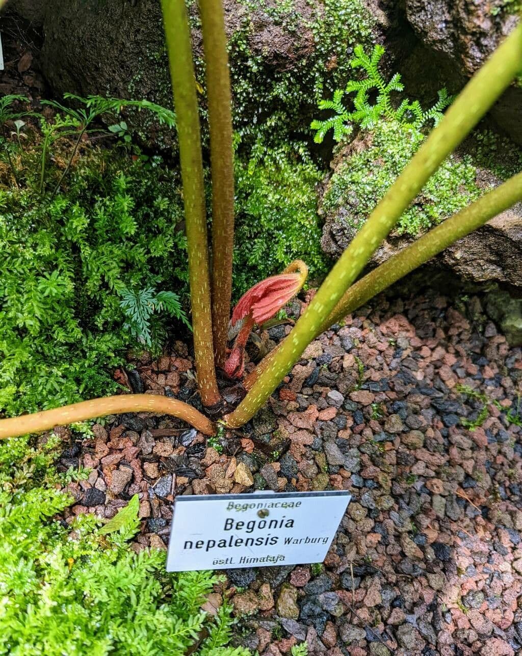 Begonia 6