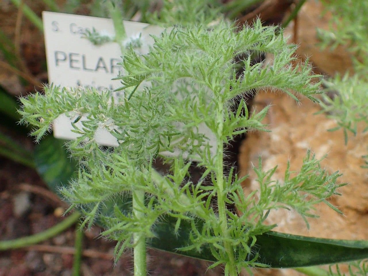Pelargónia 6
