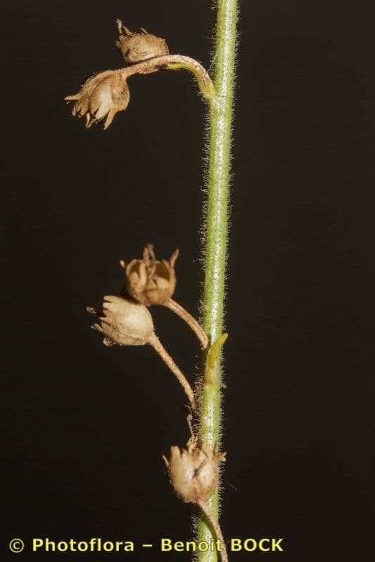 Linaria