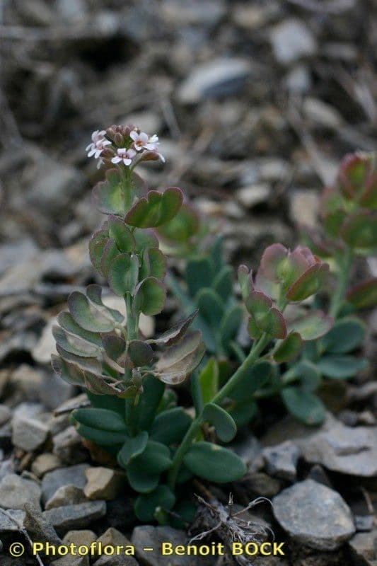 Aethionema 9