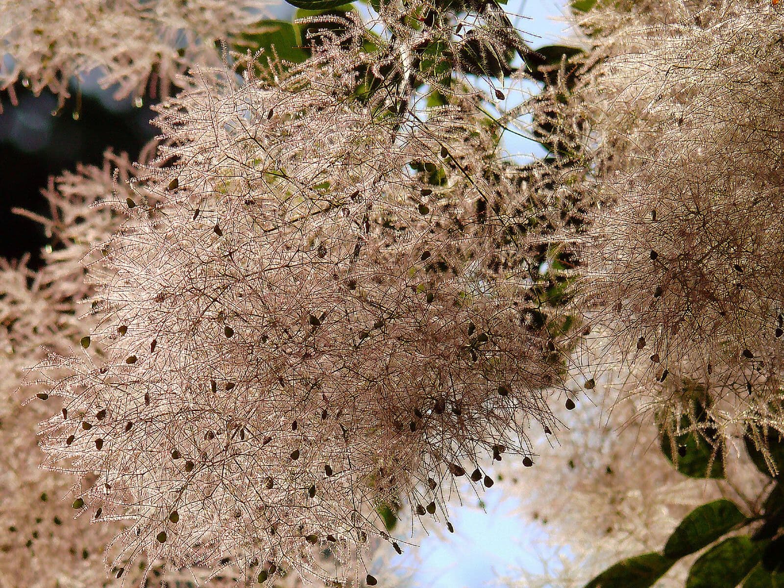 Scotano 2