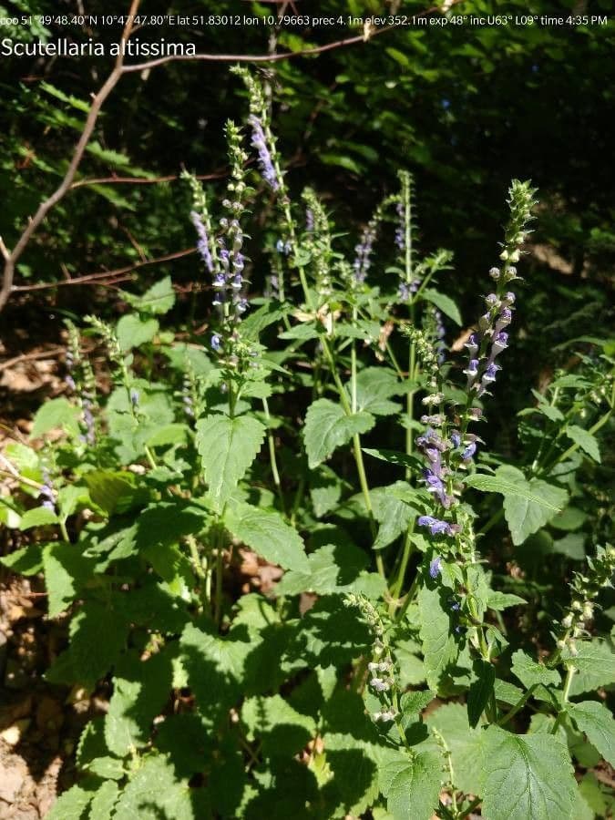 Scutellaria altissima 16