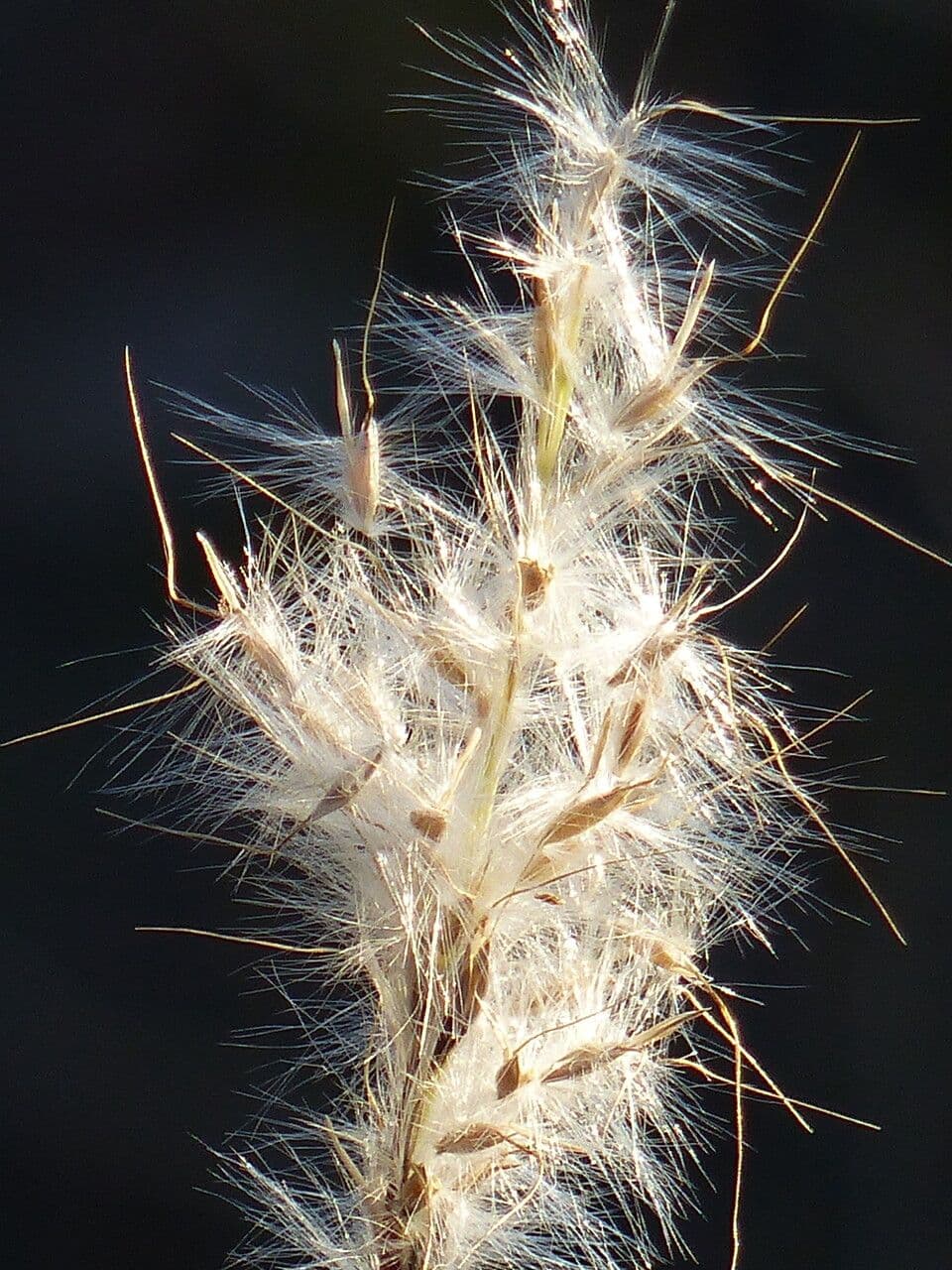 Trnitý modřenec 10