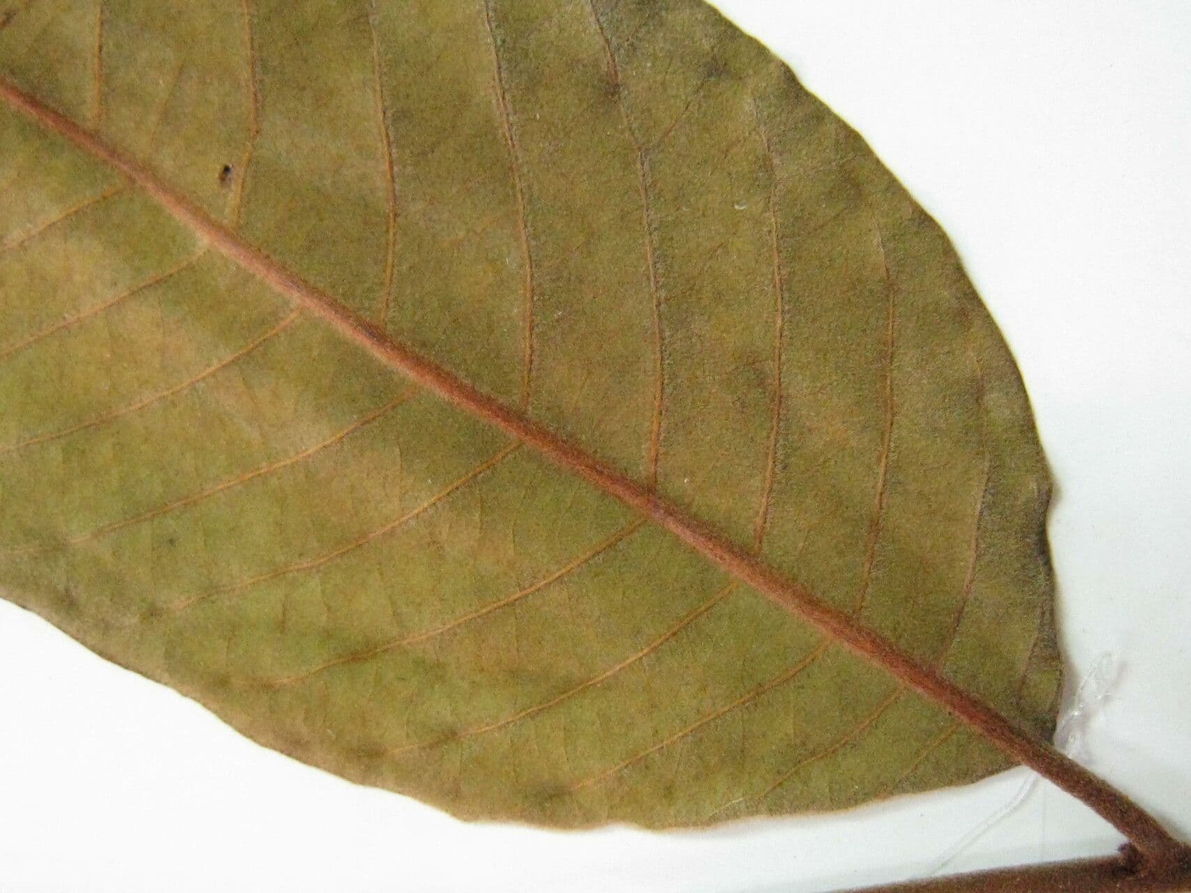 Annona 2