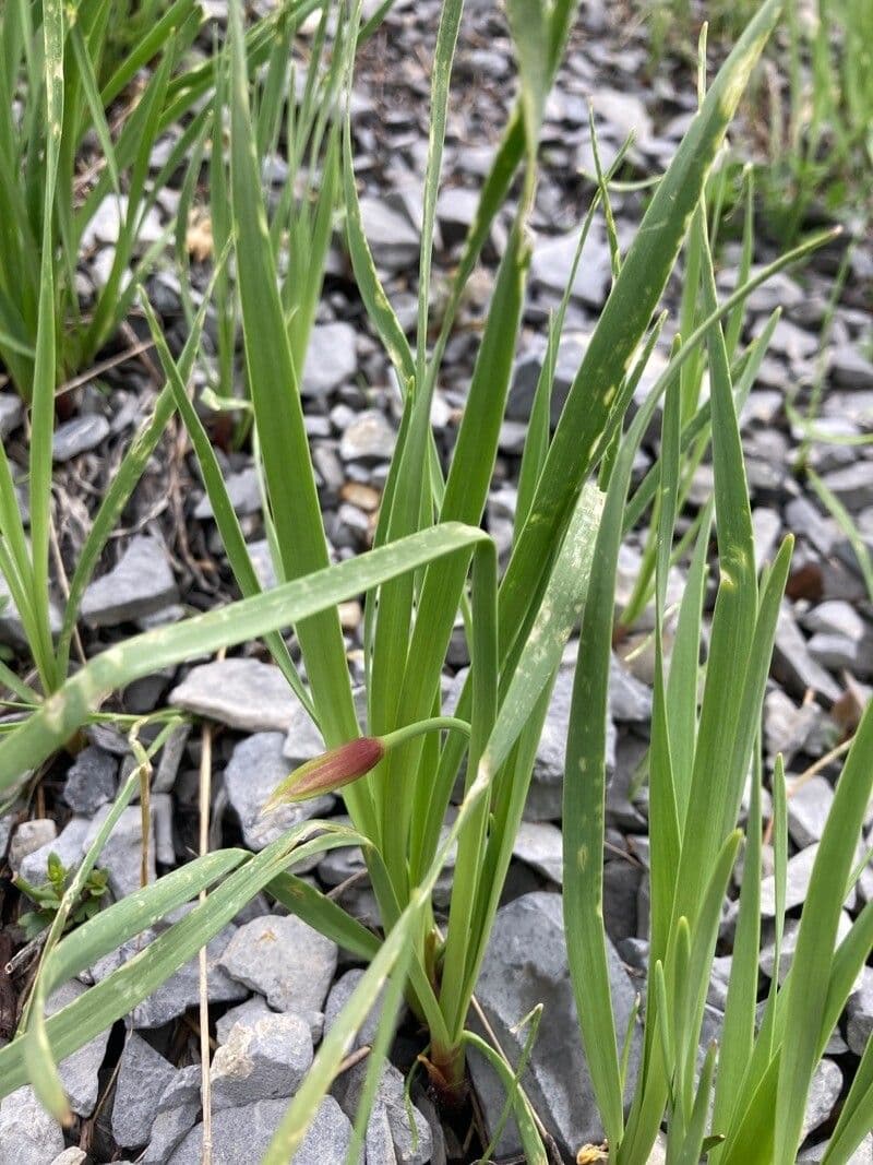 Aglio narciso 16