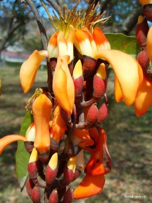 Erythrina bruna
