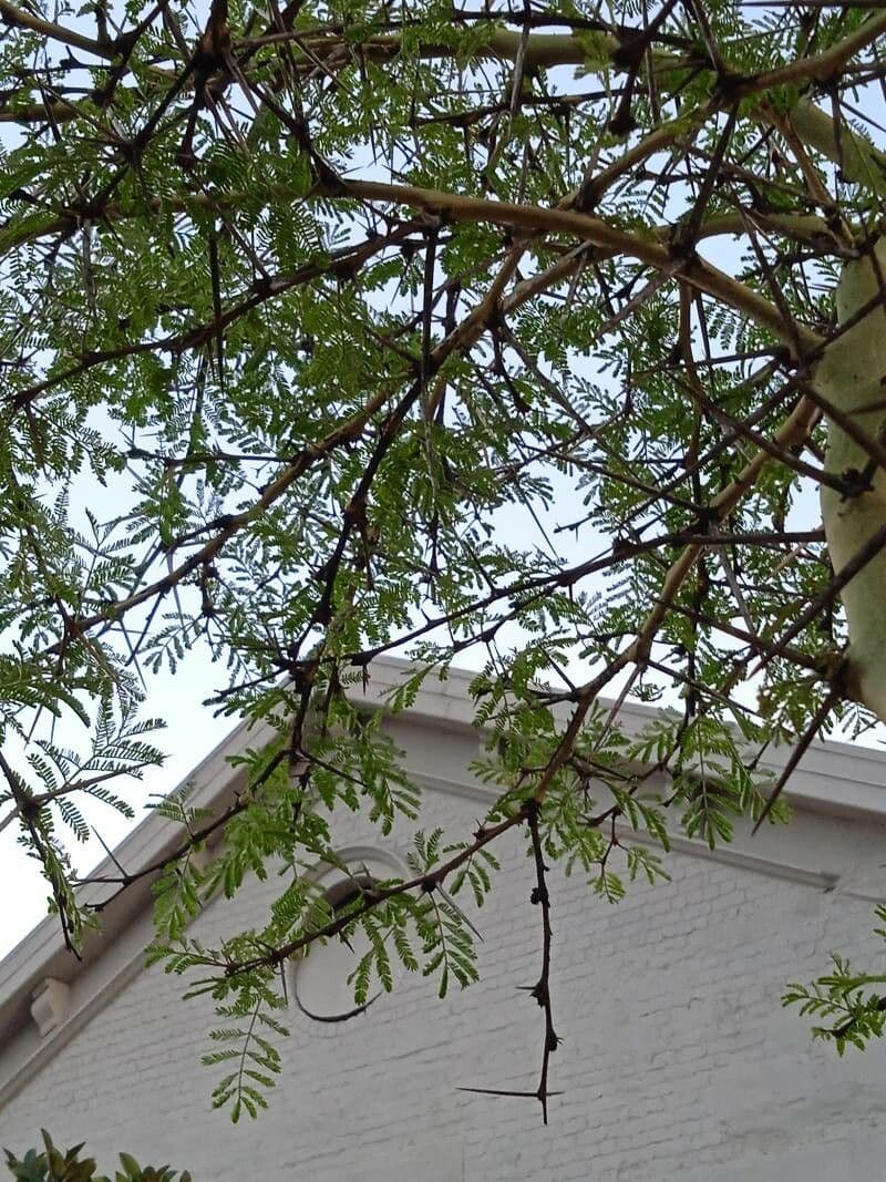 Acacia febrífuga 11