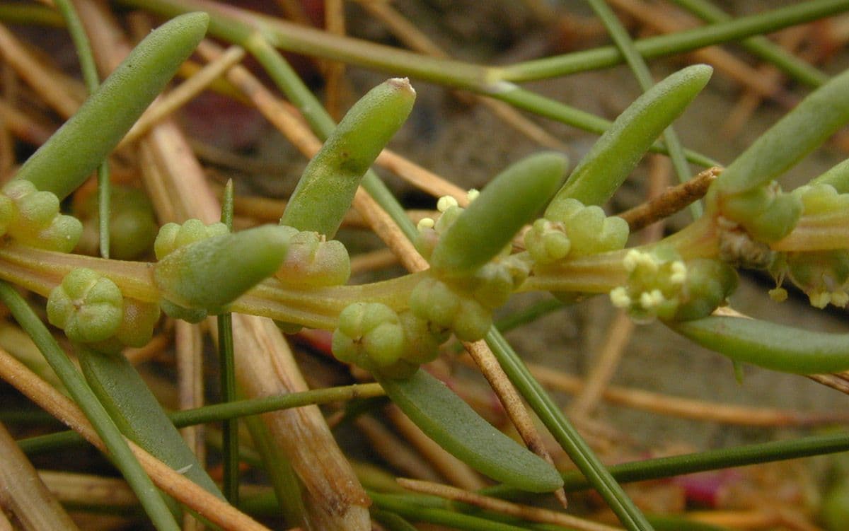 Suaeda marittima 3