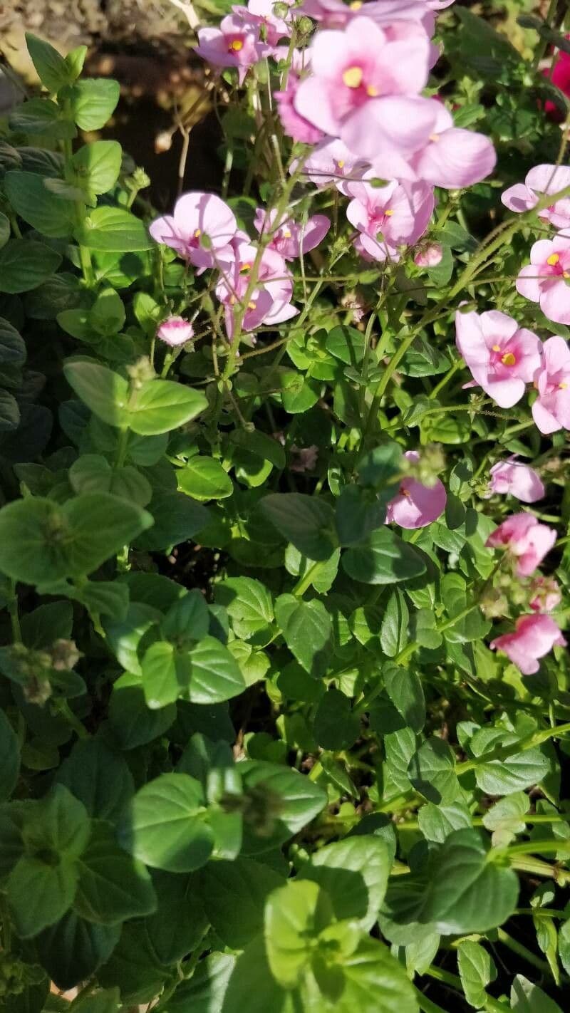 Diascia 2