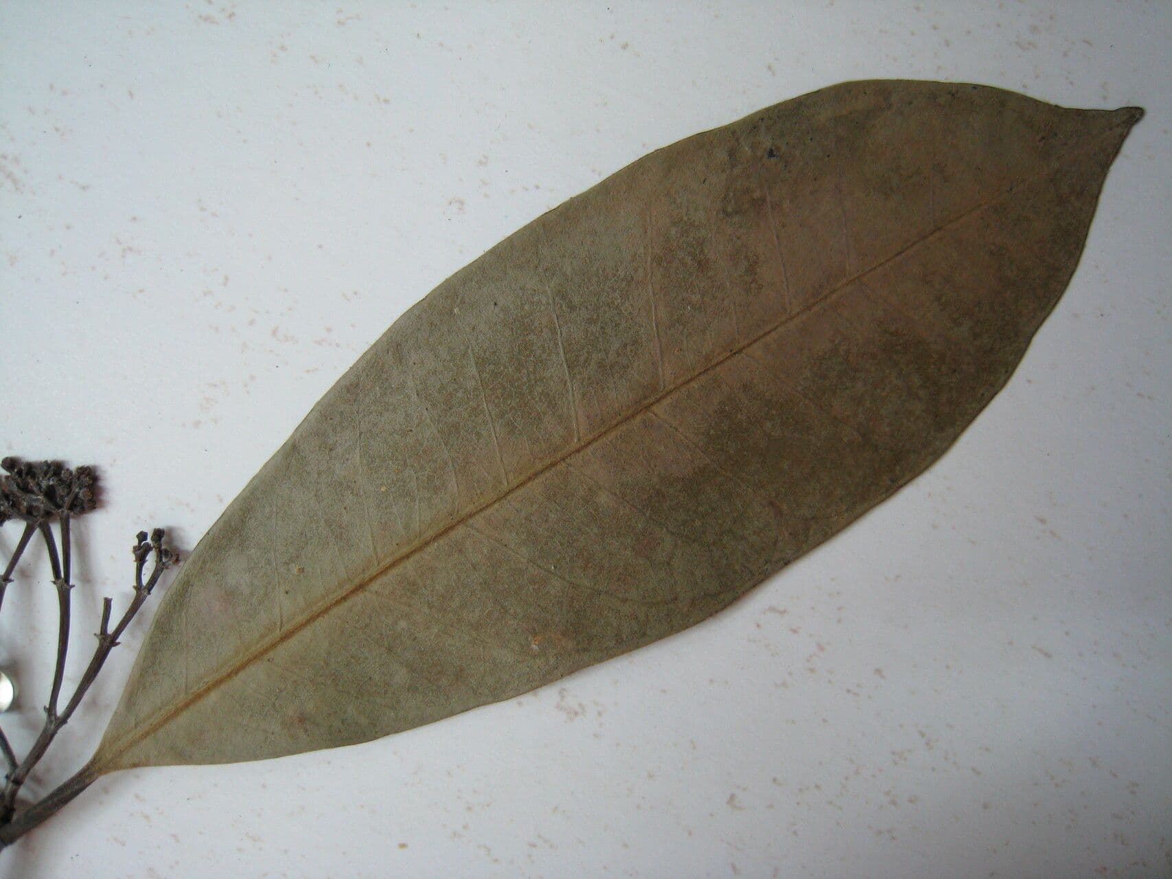 Tontelea 4