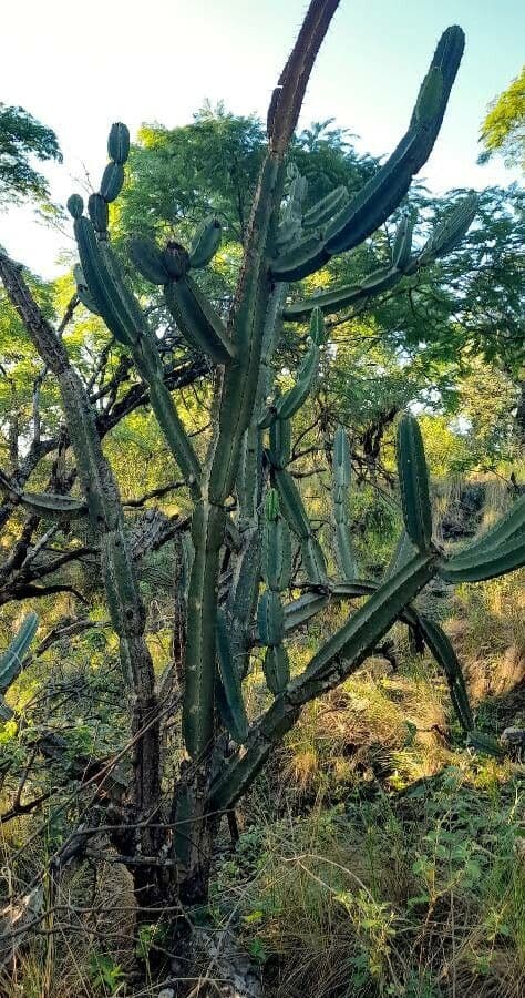 Cactus 10