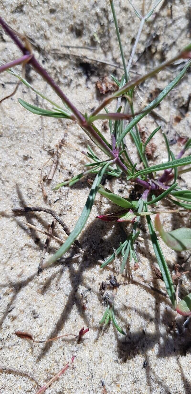 Silene portensis 15