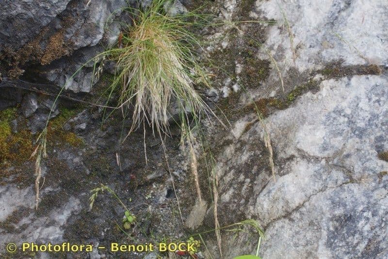 Agrostis di Schleicher 3