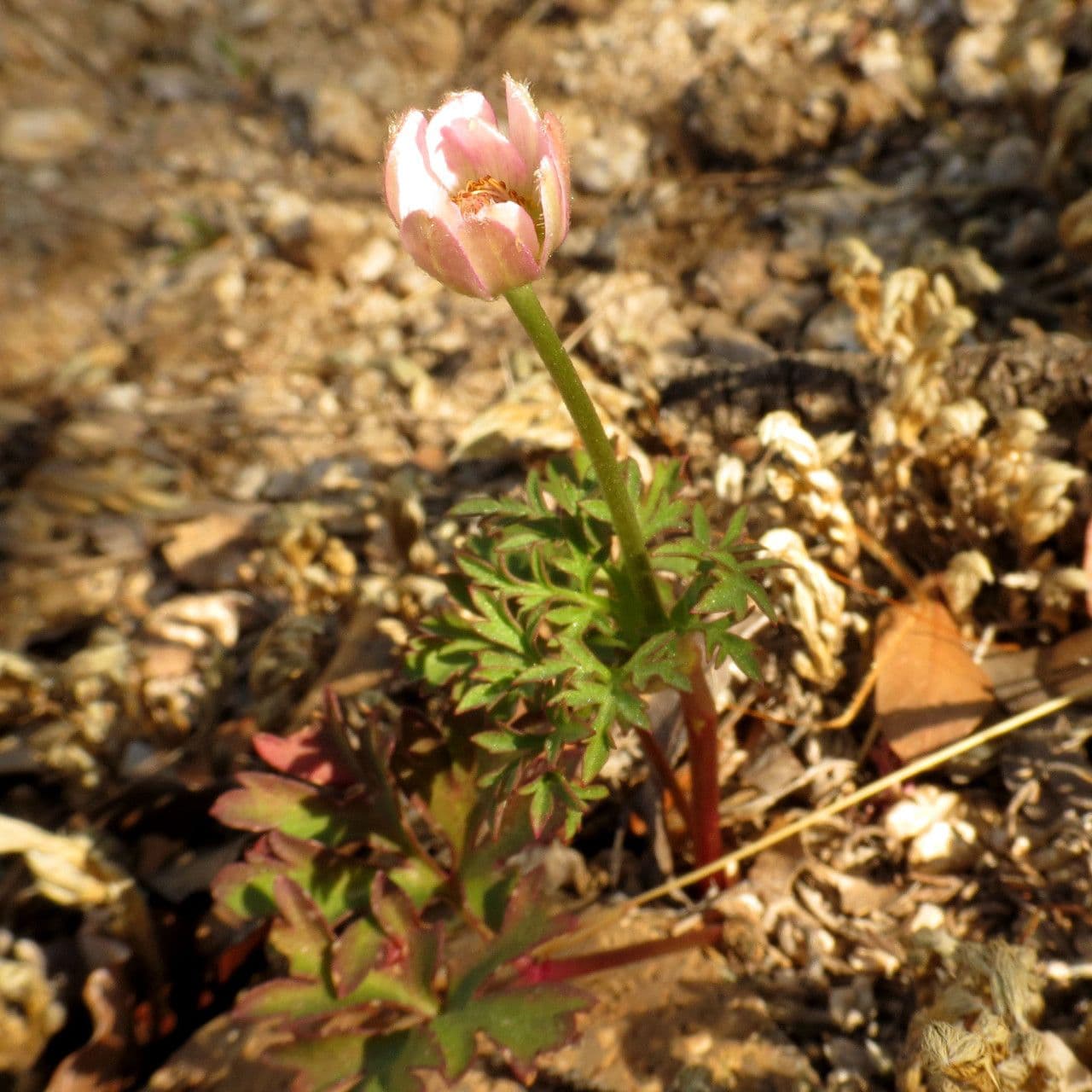 Anemone tuberosa 7