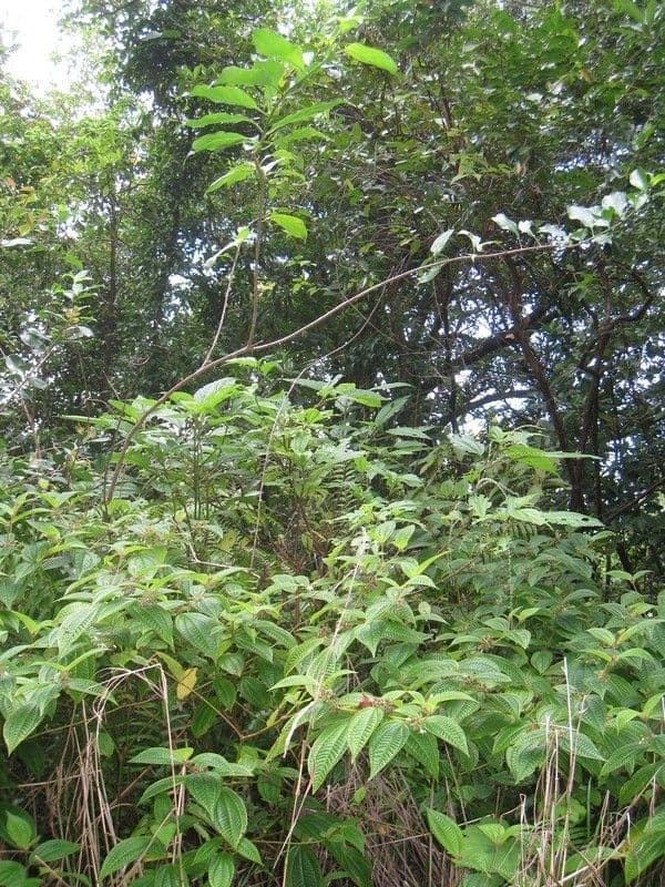 Mussaenda 13