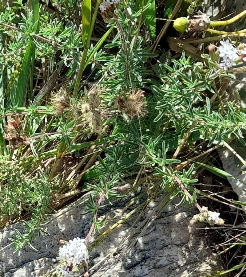 Stevia 3