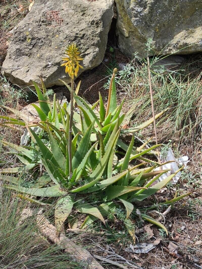 Aloe 3