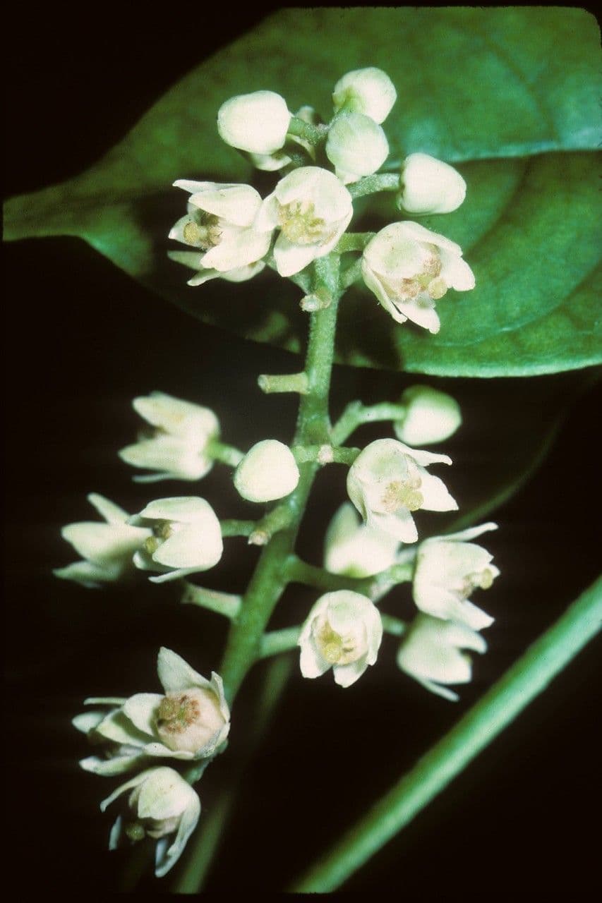 Harpullia 6