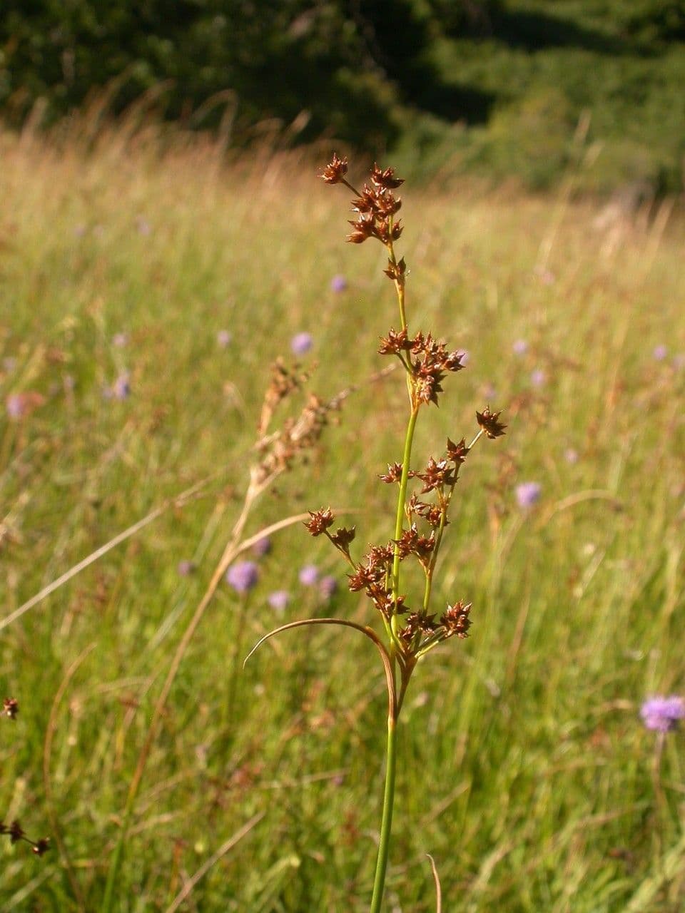 Spitzblütige Binse 12