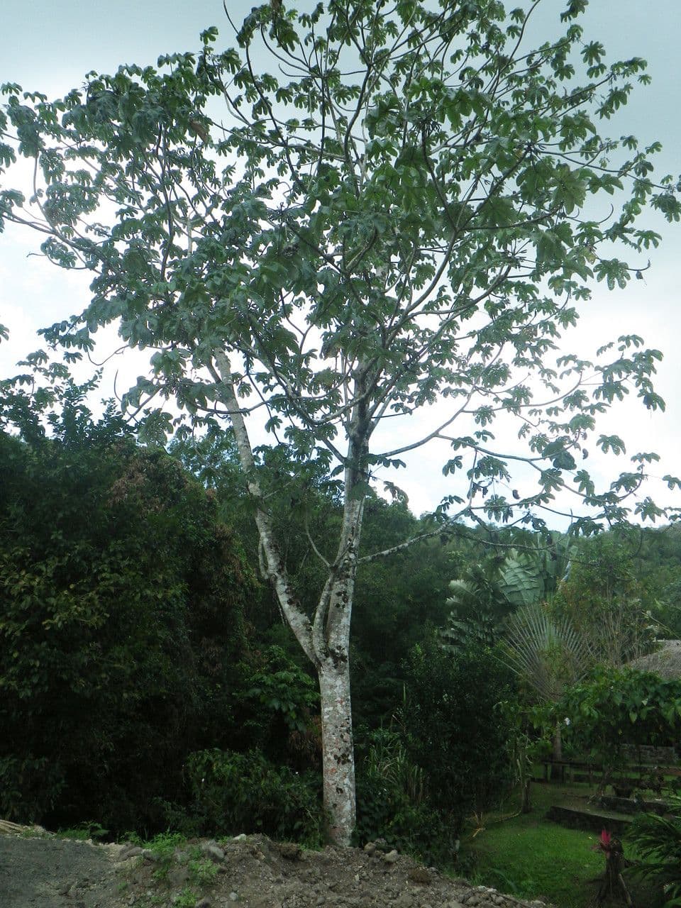 Cecropia 5