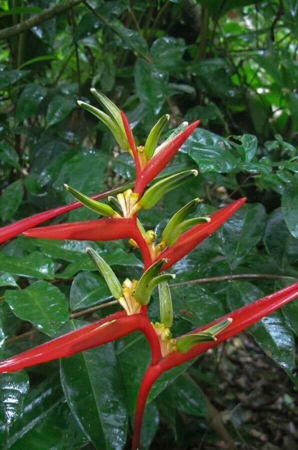 Heliconia 5
