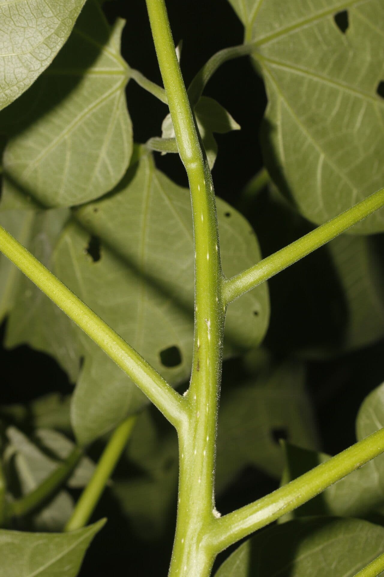 Gyrocarpus 3