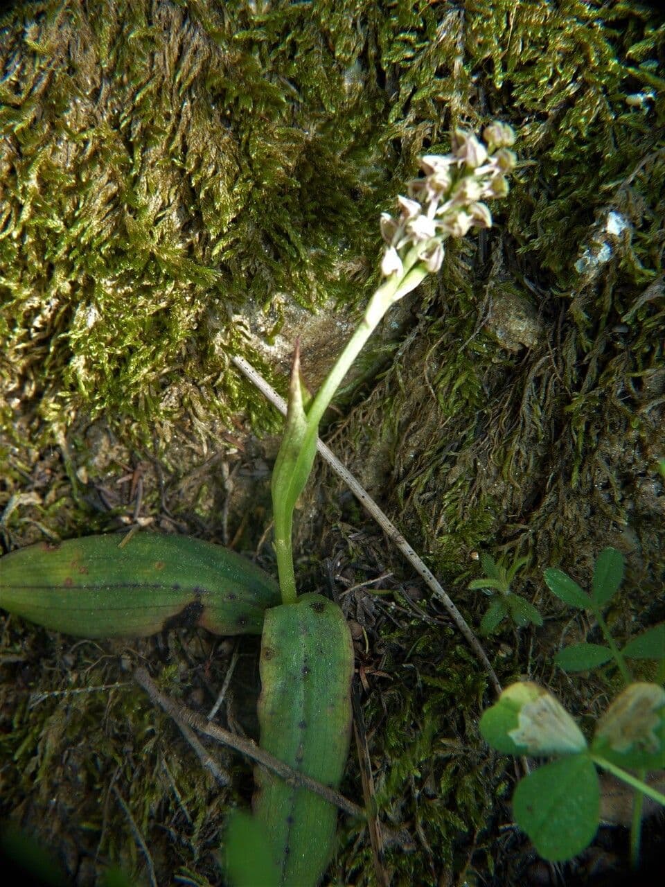 Orchidea maculata 25