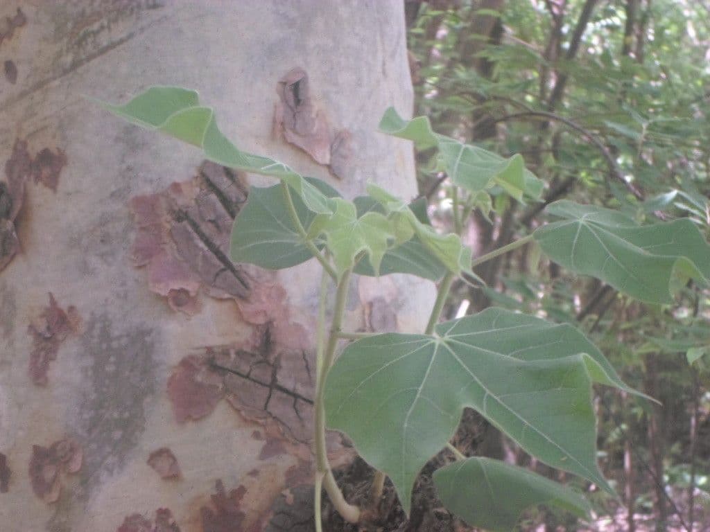 Sterculia 11
