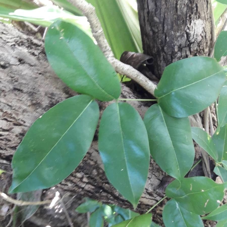 Tecomanthe 7
