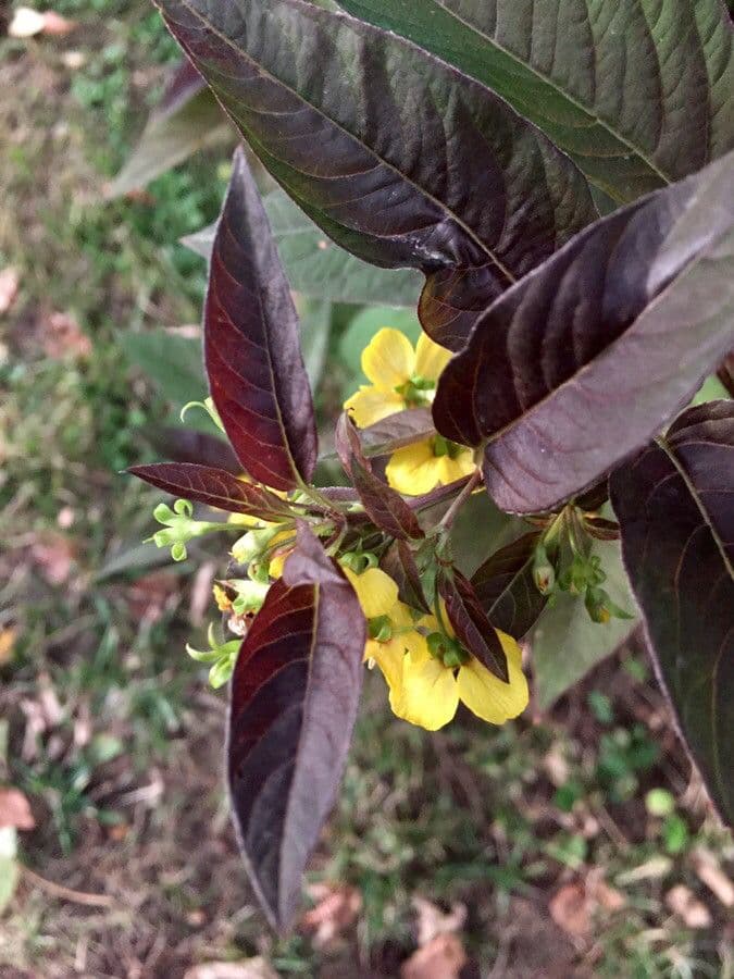 Lisimachia ciliata 19