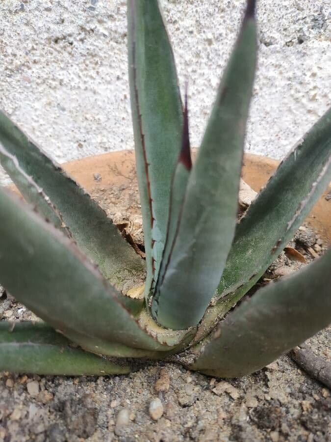 Agave 13