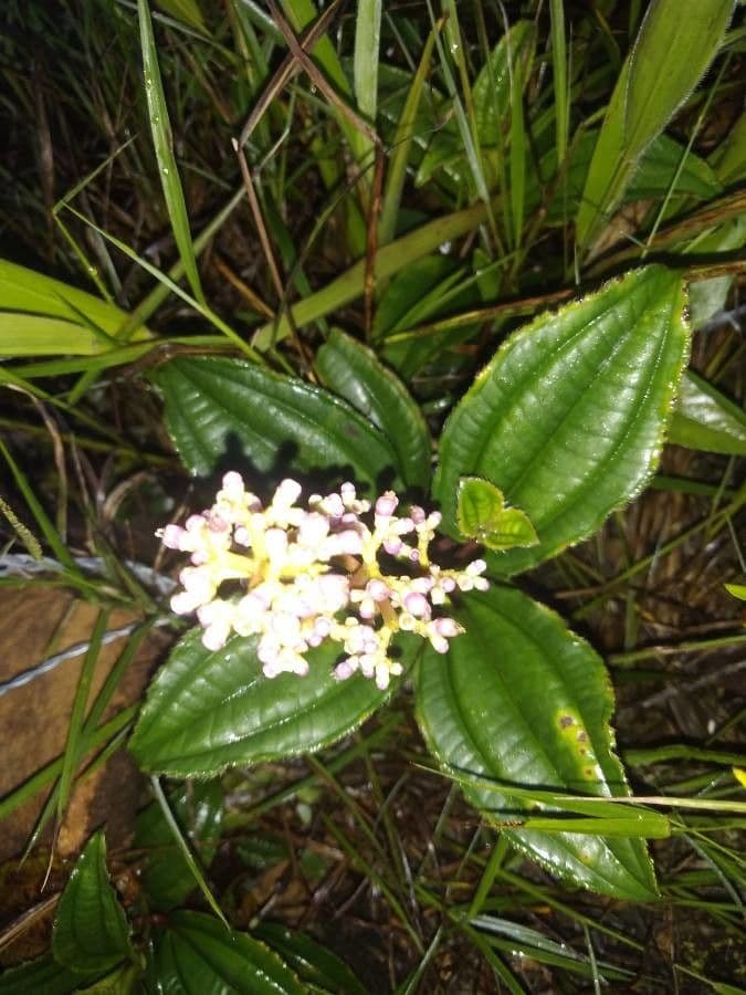 Miconia 10