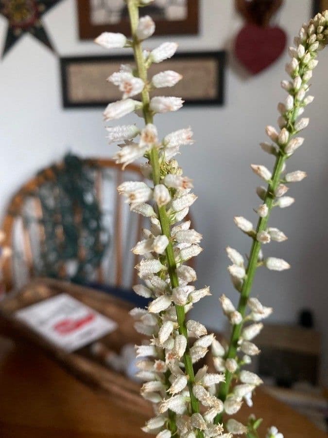 Aletris farinosa 6