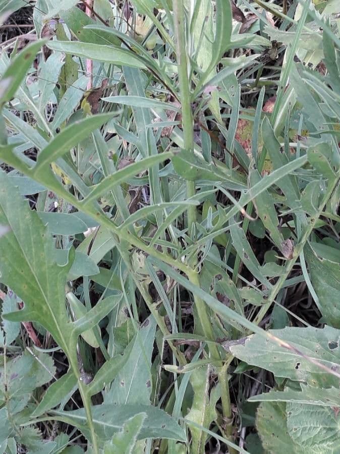 Centaurea vedovina 20