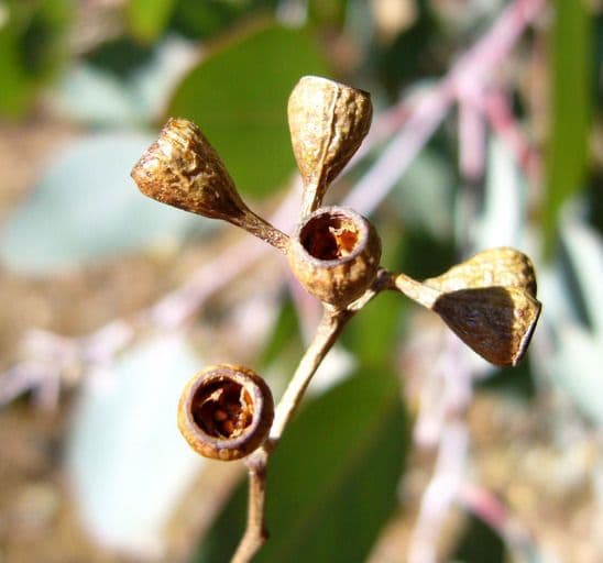 Vielblütiger Eukalyptus