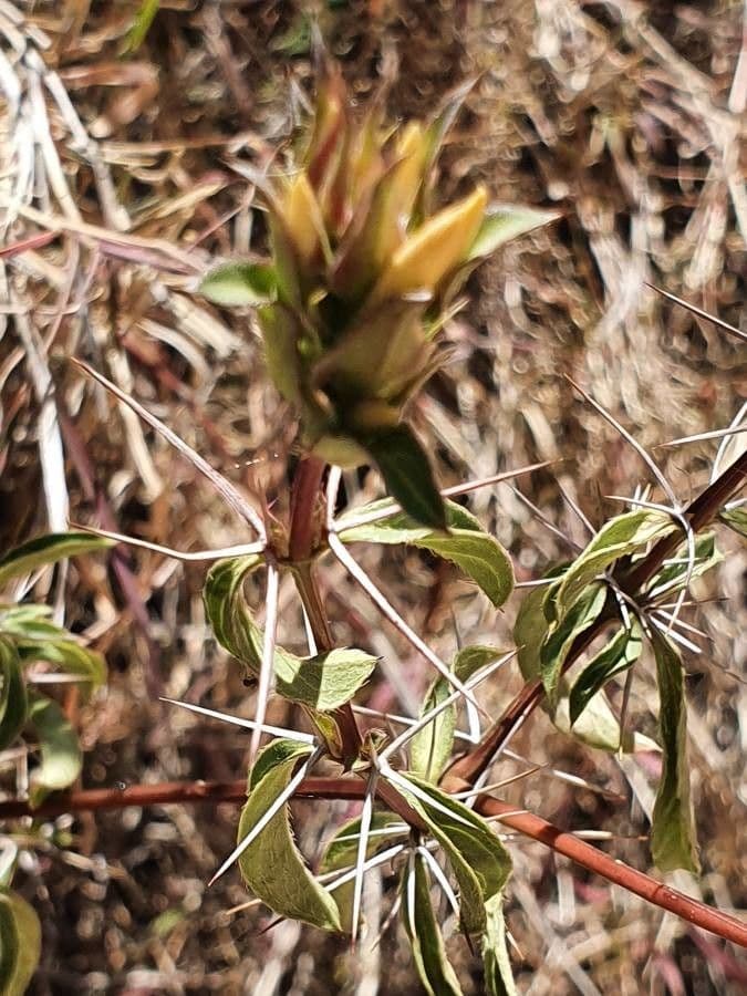 Barleria 20