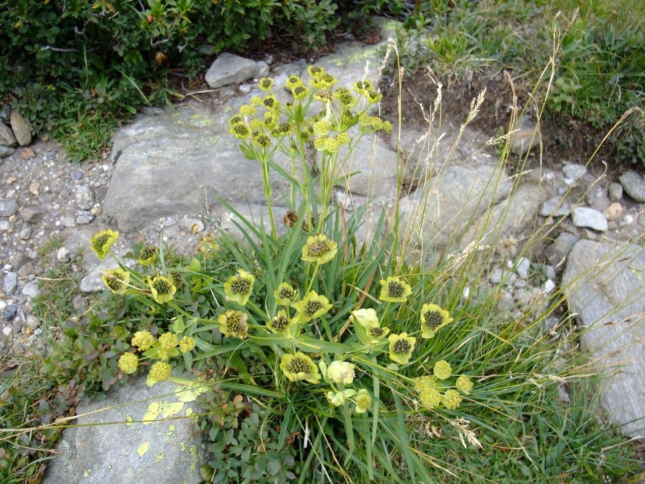 Bupleurum stellatum 14