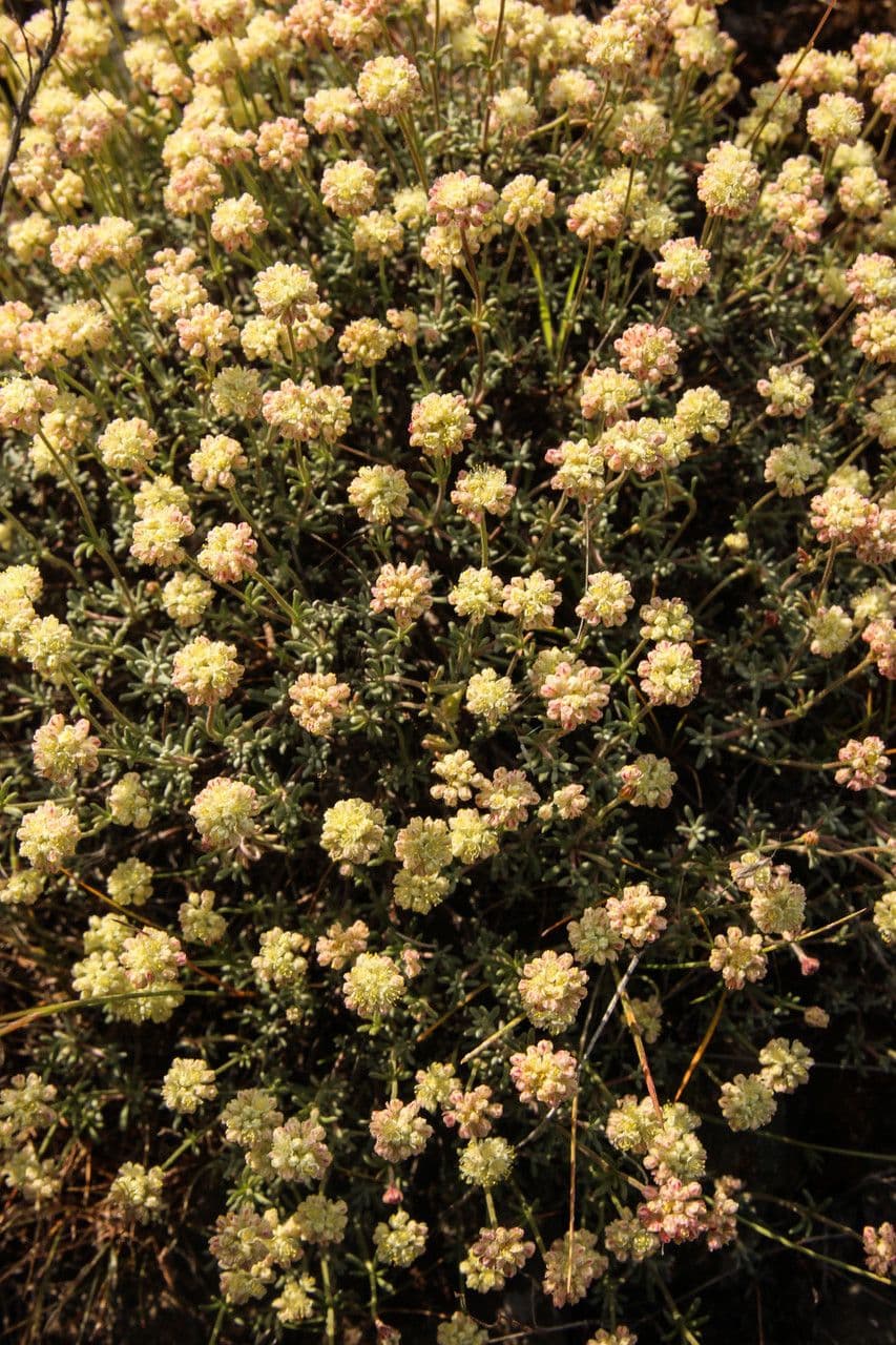 Grano saraceno timoide 7
