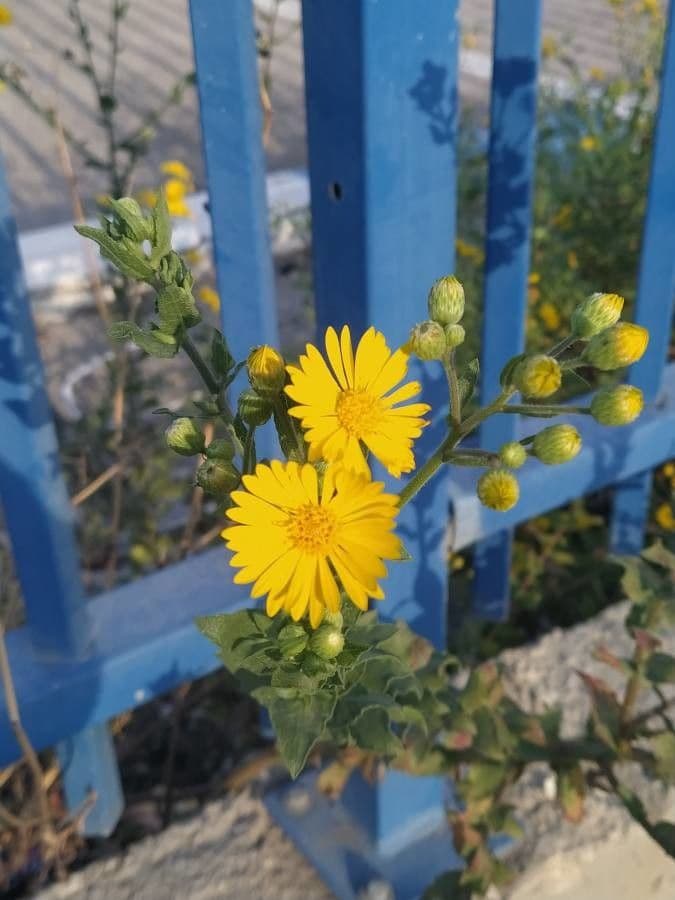 Heterotheca subaxillaris 7