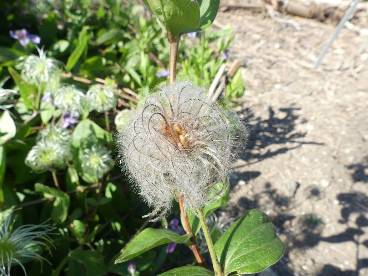 Einfache Clematis 5