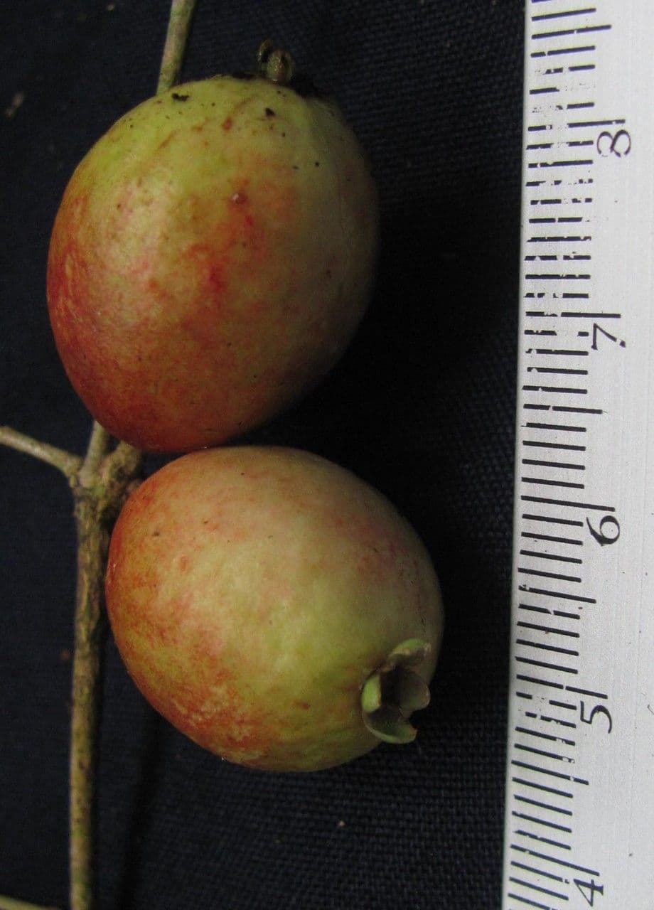 Eugenia 2