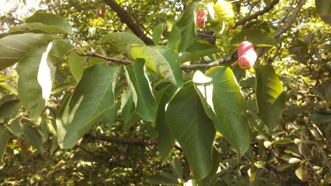 Magnolia acuminata 12