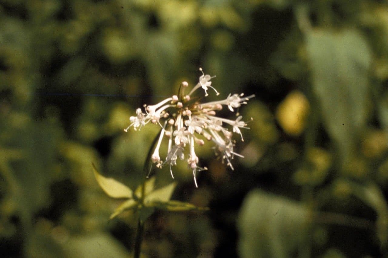 Valeriana pauciflora